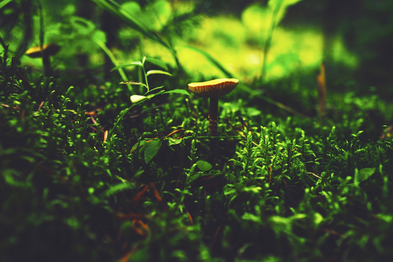 Cultural & Environmental Preservation